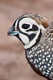 Image. Montezuma Quail