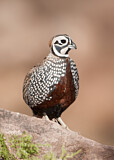 Image. Montezuma Quail