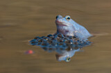 Image. Moor Frog