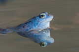Image. Moor Frog