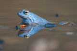 Image. Moor Frog