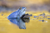 Image. Moor Frog