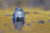 Image. Moor Frog