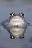 Image. Moor Frog