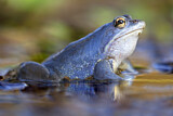 Image. Moorfrosch