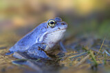 Image. Moorfrosch