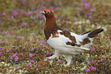 Image. Moorschneehuhn