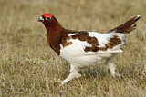 Image. Moorschneehuhn