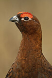 Image. Moorschneehuhn
