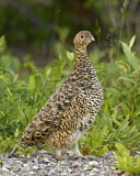 Image. Moorschneehuhn