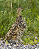 Image. Moorschneehuhn
