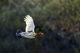 Image. Moorschneehuhn