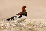Image. Moorschneehuhn