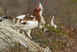 Image. Moorschneehuhn