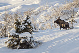 Image. Moose