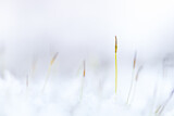 Image. Moospflanze im Eis