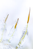 Image. Moospflanze im Eis