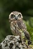 Image. Morepork