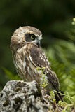 Image. Morepork
