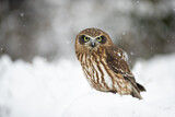 Image. Morepork