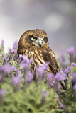 Image. Morepork