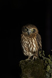 Image. Morepork