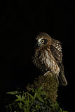 Image. Morepork