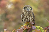 Image. Morepork