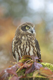 Image. Morepork