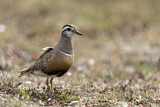 Image. Mornellregenpfeifer