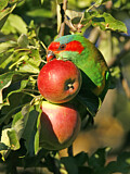 Image. Moschuslori