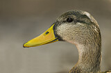 Image. Mottled Duck