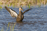 Image. Mottled Duck
