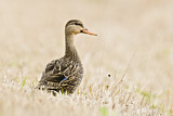 Image. Mottled Duck