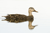 Image. Mottled Duck