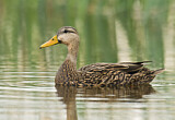 Image. Mottled Duck