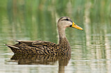 Image. Mottled Duck