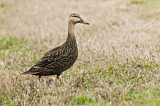 Image. Mottled Duck