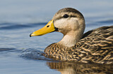 Image. Mottled Duck