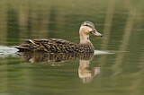 Image. Mottled Duck