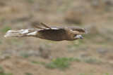 Image. Mountain Caracara
