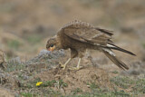 Image. Mountain Caracara