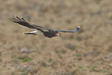 Image. Mountain Caracara