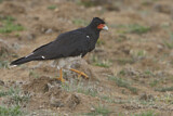 Image. Mountain Caracara