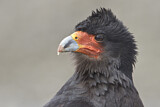 Image. Mountain Caracara