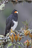 Image. Mountain Caracara