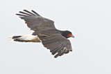 Image. Mountain Caracara