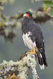 Image. Mountain Caracara