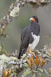 Image. Mountain Caracara