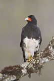 Image. Mountain Caracara